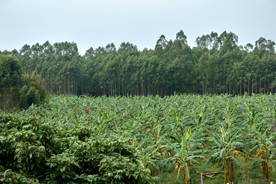 香蕉树林