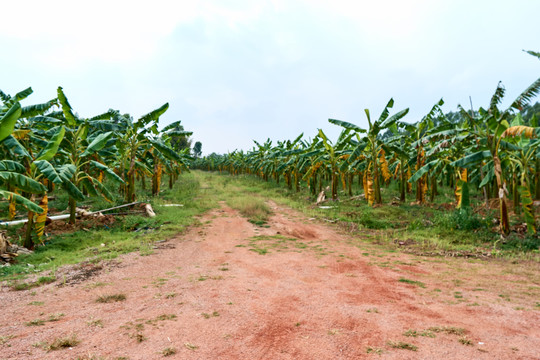 香蕉树林耕地
