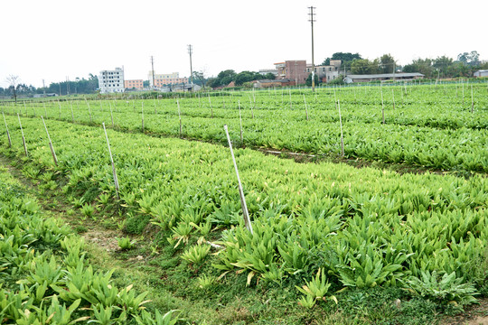 蔬菜基地