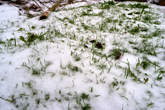 雪地小草