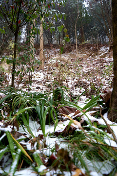 雪草地