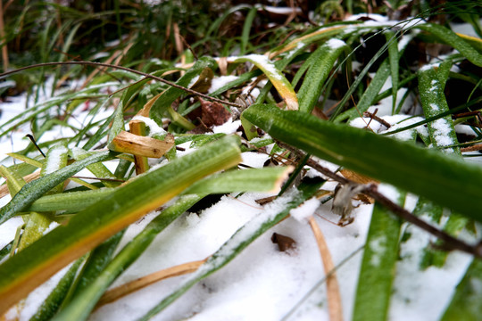 雪草地