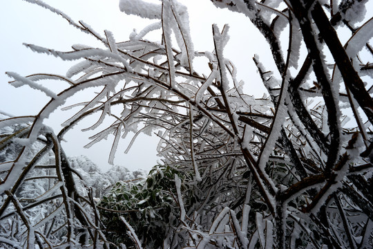 积雪雪景