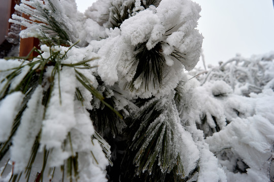 积雪雪景