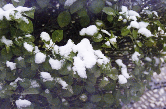 雪和灌木