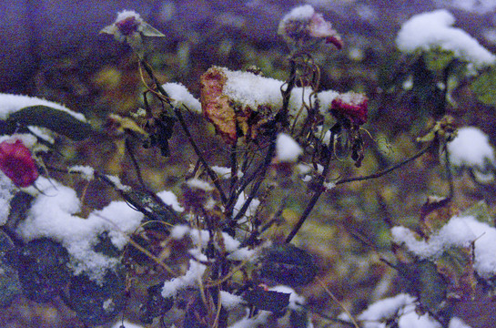 残花和白雪