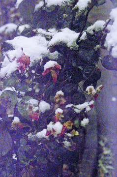 残花和白雪