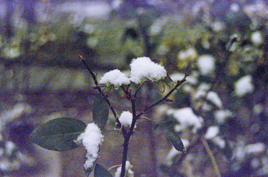 残花和白雪