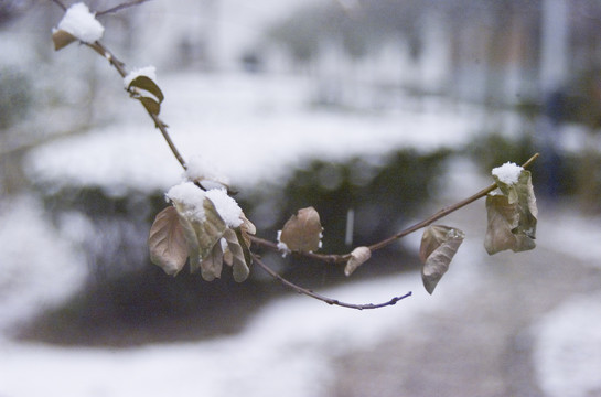 白雪和枯树枝