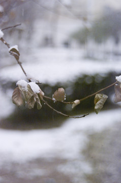 白雪和枯树枝