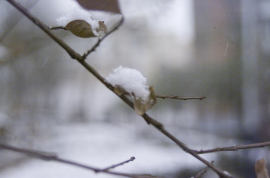 白雪和枯树枝