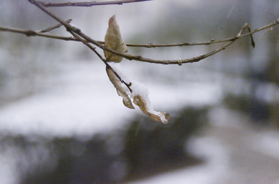 白雪和枯树枝