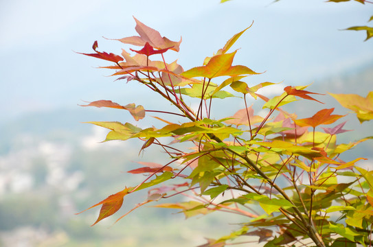 枫香树