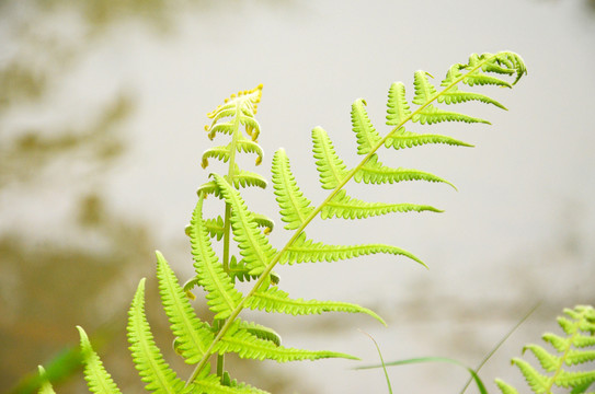 蕨类植物