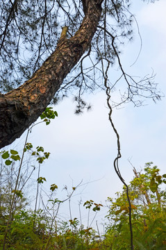 松树