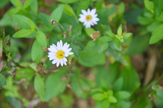 狗娃花