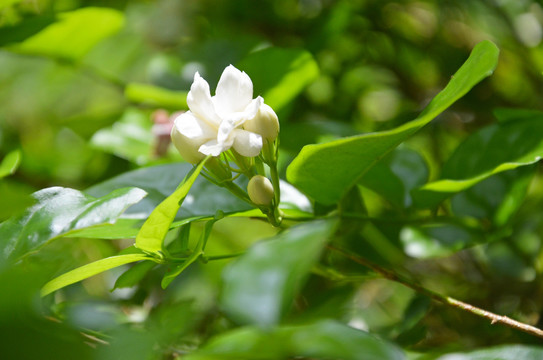 茉莉花