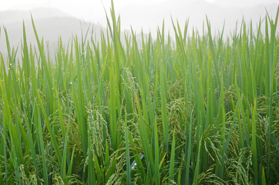 田野