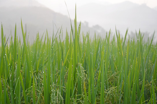 田园风光