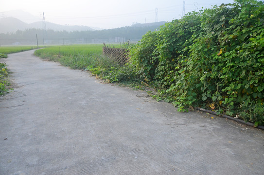 乡村道路