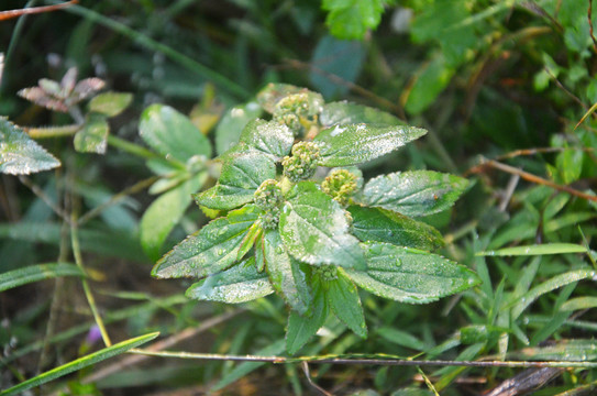 飞扬草