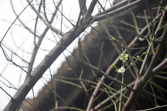 屋檐梅花