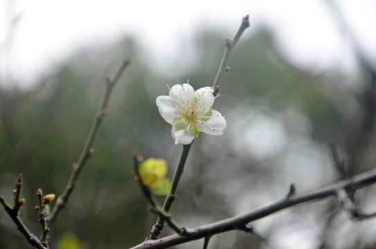 白色梅花