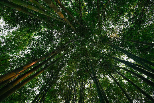 仰拍竹林