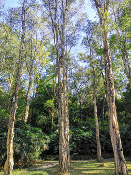 陽光樹林