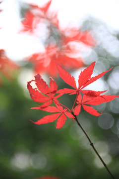 紅楓葉