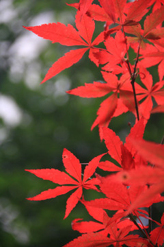 红枫叶