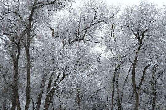 雪景