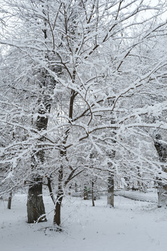 冬季雪景