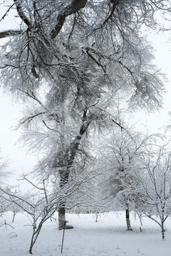 雪凇