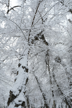 雪凇