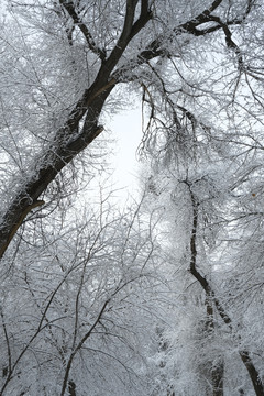 雪凇