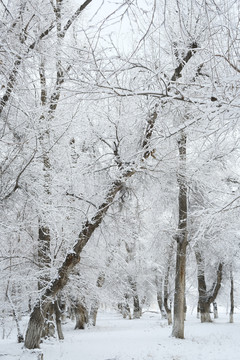 雪凇