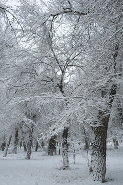 冬季雪景