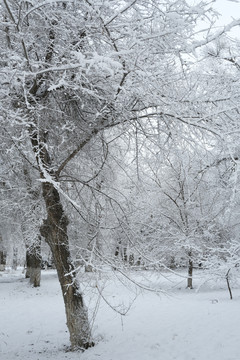 冬季雪景