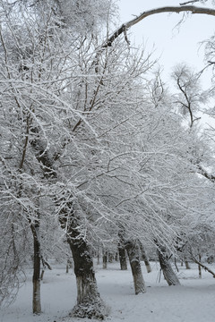 冬雪