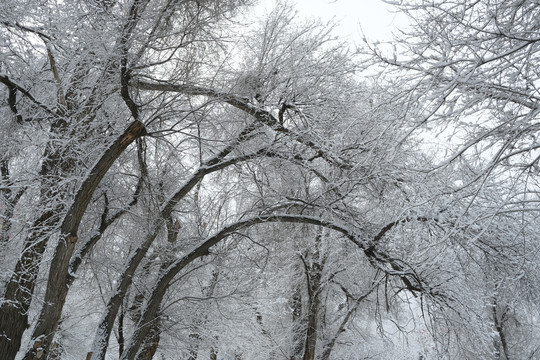 雪凇