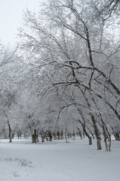 雪凇