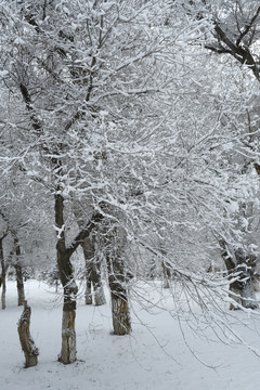 雪凇