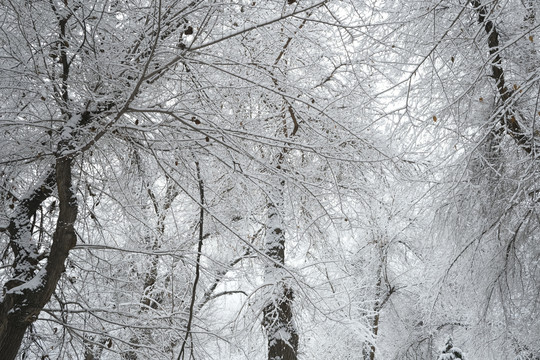 雪景