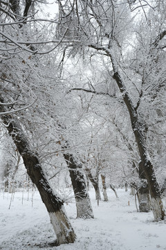 雪景