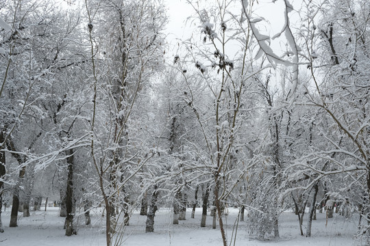 雪林