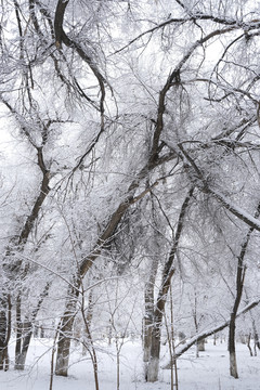 冬雪