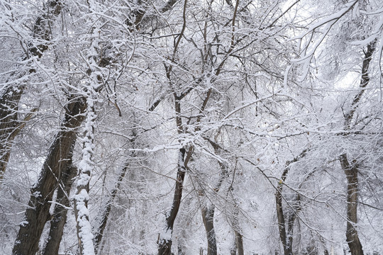 冬雪