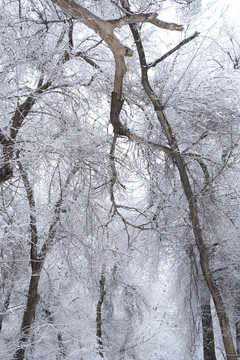 雪景