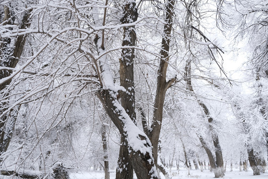 雪景